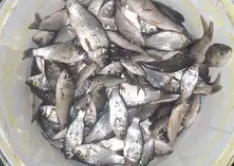 Продам живця(живець) з власної водойми