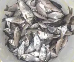 Продам живця(живець) з власної водойми