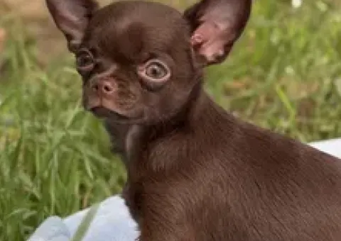 Female Chihuahua puppy documents KSU