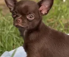Female Chihuahua puppy documents KSU