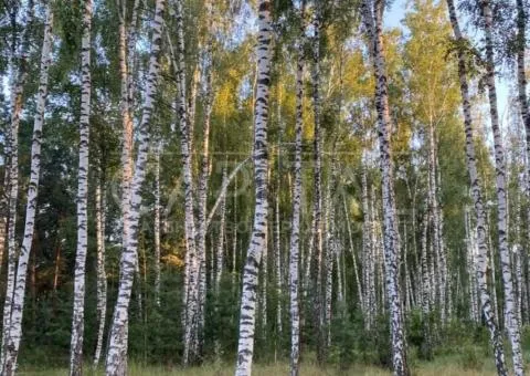 Продажа земли сельскохозяйственного назначения, 330 сот., Калиновка - 1/3