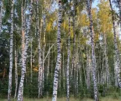 Продажа земли сельскохозяйственного назначения, 330 сот., Калиновка