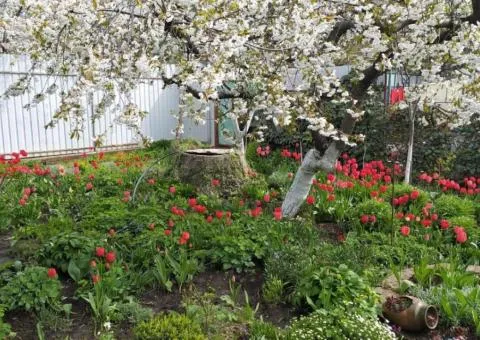 3-room house for sale, Kostandi, Odesa, with a large yard - 1/10