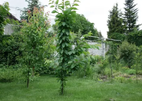 Land plot for sale for individual housing construction, Kordonnyi Ln, Odesa - 3/5