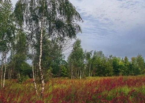 Продаж земельної ділянки, 16 соток, Дениші поруч р. Тетерев - 1/3