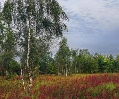 Land plot for sale, 16 sotkas, Denyshi near Teterev River