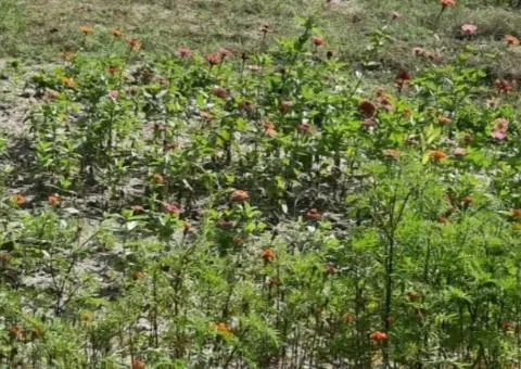 Land plot for sale, 8 ares, Dachne «2», Novoguyvynske - 2/3
