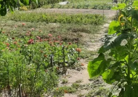 Land plot for sale, 8 ares, Dachne «2», Novoguyvynske - 3/3