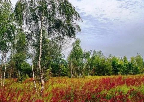 Land plot for sale, 11 sotkas, village Zarichany - 3/3