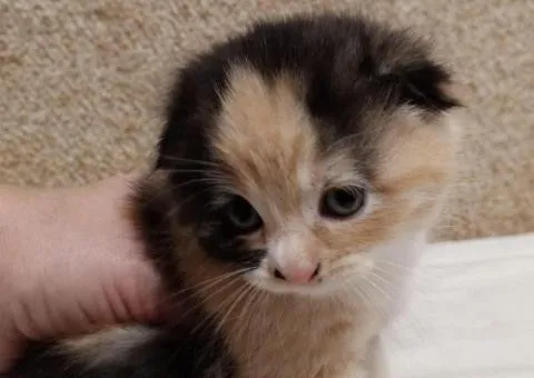 Fold-eared kittens