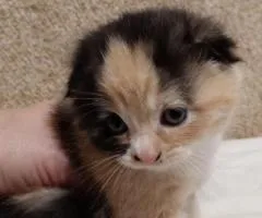 Fold-eared kittens