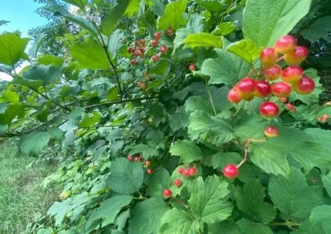 Продаж земельної ділянки, 6 сот., Карпівці - 4/4