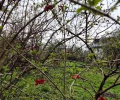 Продаж 2-кімнатного будинку, 41 м², ділянка 16 соток, старе місто, Вінниця