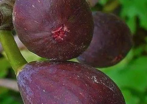 Инжир TEXAS EVERBEARING FIG ранний ремонтантный