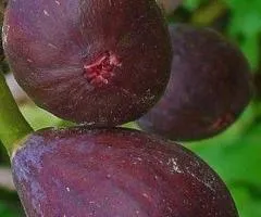 Инжир TEXAS EVERBEARING FIG ранний ремонтантный