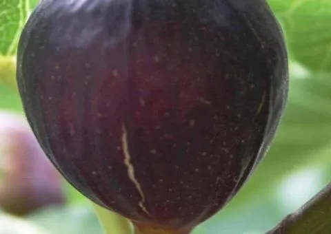 Инжир VIOLETTE DE BORDEAUX ранний ремонтантный
