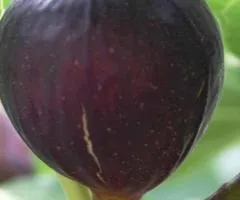 Инжир VIOLETTE DE BORDEAUX ранний ремонтантный