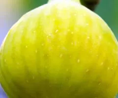 Инжир YELLOW LONG NECK среднепозднего срока созревания