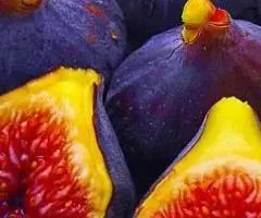Fig MORNING VERONICA remontant variety (two-year-old)