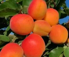 Apricot MIKADO early ripening (two-year-old)