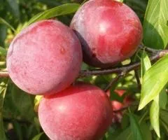 Алича РУБИ КРАНЧ позднего срока созревания (двулетние)