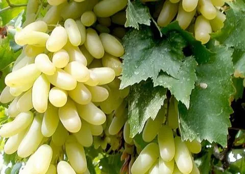 Виноград АЗИЯ среднего срока созревания