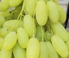 Виноград БЕЛАЯ АКАЦИЯ раннего срока созревания