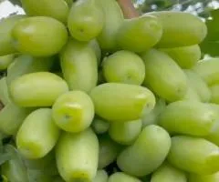 Виноград БЕЛАЯ ЛЕДИ раннего срока созревания (двухлетний)