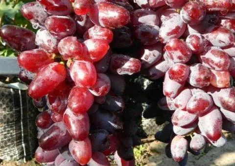 Виноград БАЙКОНУР раннего срока созревания