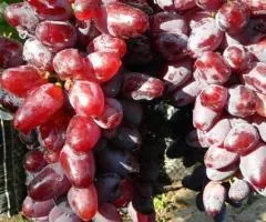 Виноград БАЙКОНУР раннего срока созревания