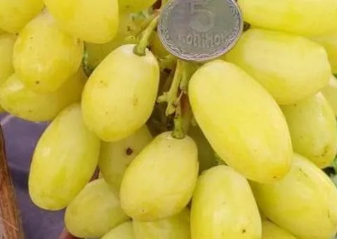 Виноград БАНАНАС раннего срока созревания