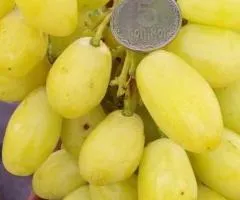 Виноград БАНАНАС раннего срока созревания