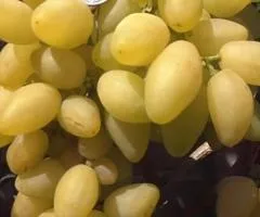 Виноград ВЕРНИСАЖ сверхраннего срока созревания