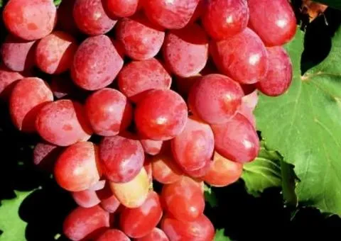 Виноград ВИШИВАНКА среднепозднего срока созревания