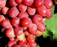 Виноград ВИШИВАНКА среднепозднего срока созревания