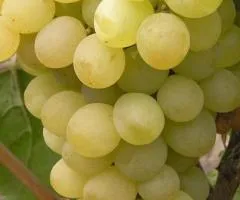 Виноград ВОСТОРГ МУСКАТНЫЙ раннего срока созревания