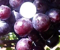 Виноград ГЕРЦОГ раннего срока созревания