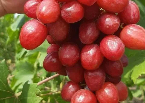Виноград ДИНЬКА раннего срока созревания (двухлетний)