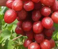 Виноград ДИНЬКА раннего срока созревания (двухлетний)