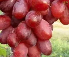 Виноград КВАЗАР ранний