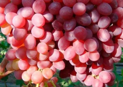 Виноград кишмиш ВЕЛЕС раннего срока созревания