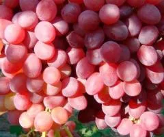Виноград кишмиш ВЕЛЕС раннего срока созревания