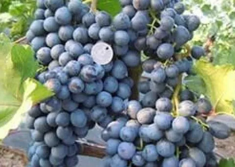 Виноград КИШМИШ ЛЕТНИЙ КОРОЛЕВСКИЙ