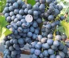 Виноград КИШМИШ ЛЕТНИЙ КОРОЛЕВСКИЙ