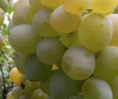 Seedless table grape LUCHIA mid-season
