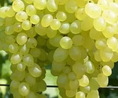 Виноград кишмиш НАДРАННИЙ БЕЗОЗЕРНЫЙ