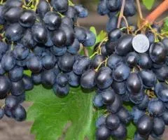 Виноград кишмиш ЧЕРНЫЙ КРИСТАЛЛ ранний