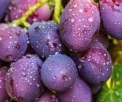 Виноград КНЯЖНА — ранне-среднего срока созревания