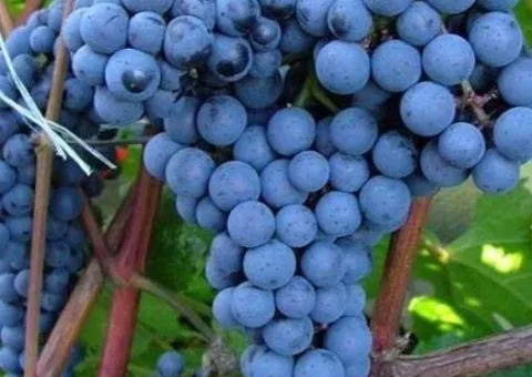 Виноград КРАСЕНЬ среднепозднего срока созревания
