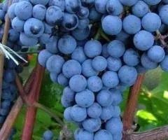 Виноград КРАСЕНЬ среднепозднего срока созревания